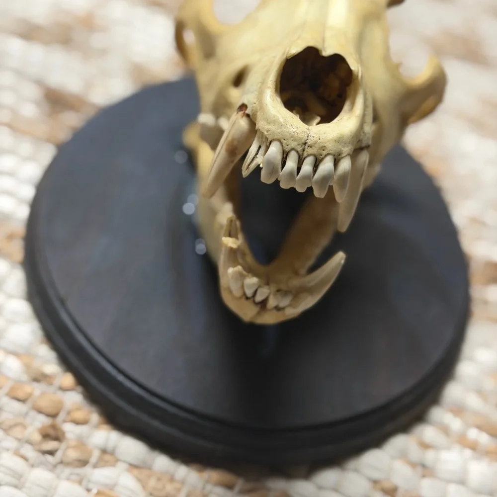 Tan Animal Skull on Black Plaque for Reptile Habitats